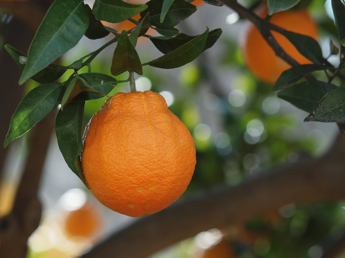orange